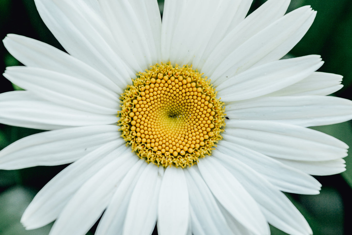 Daisy Founder
