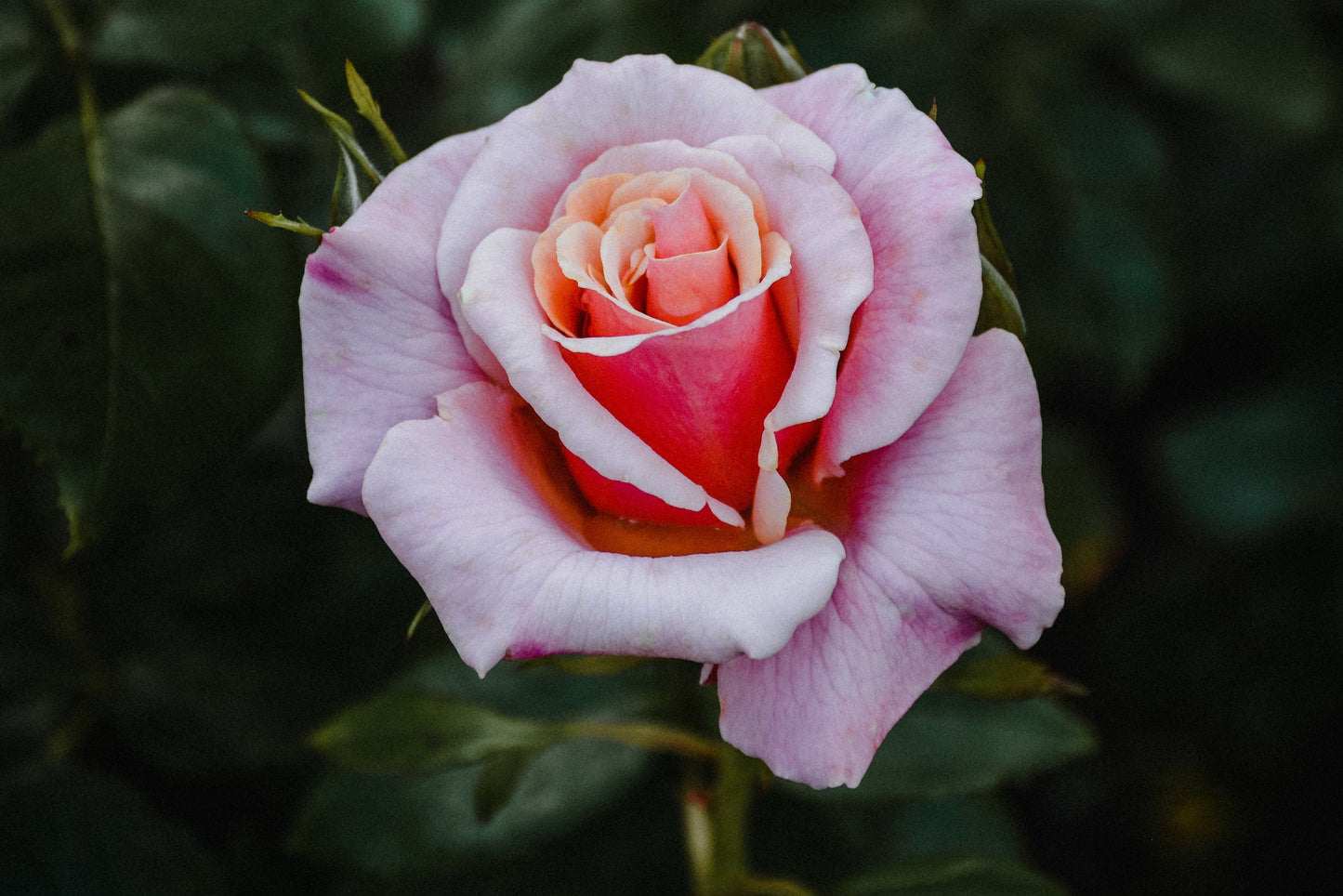 Rosebud Founder