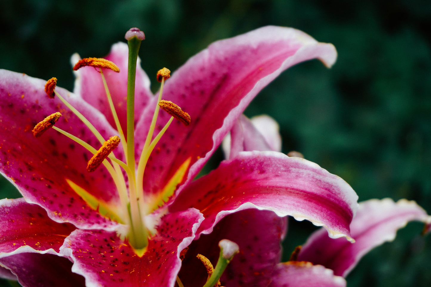 Lily Founder